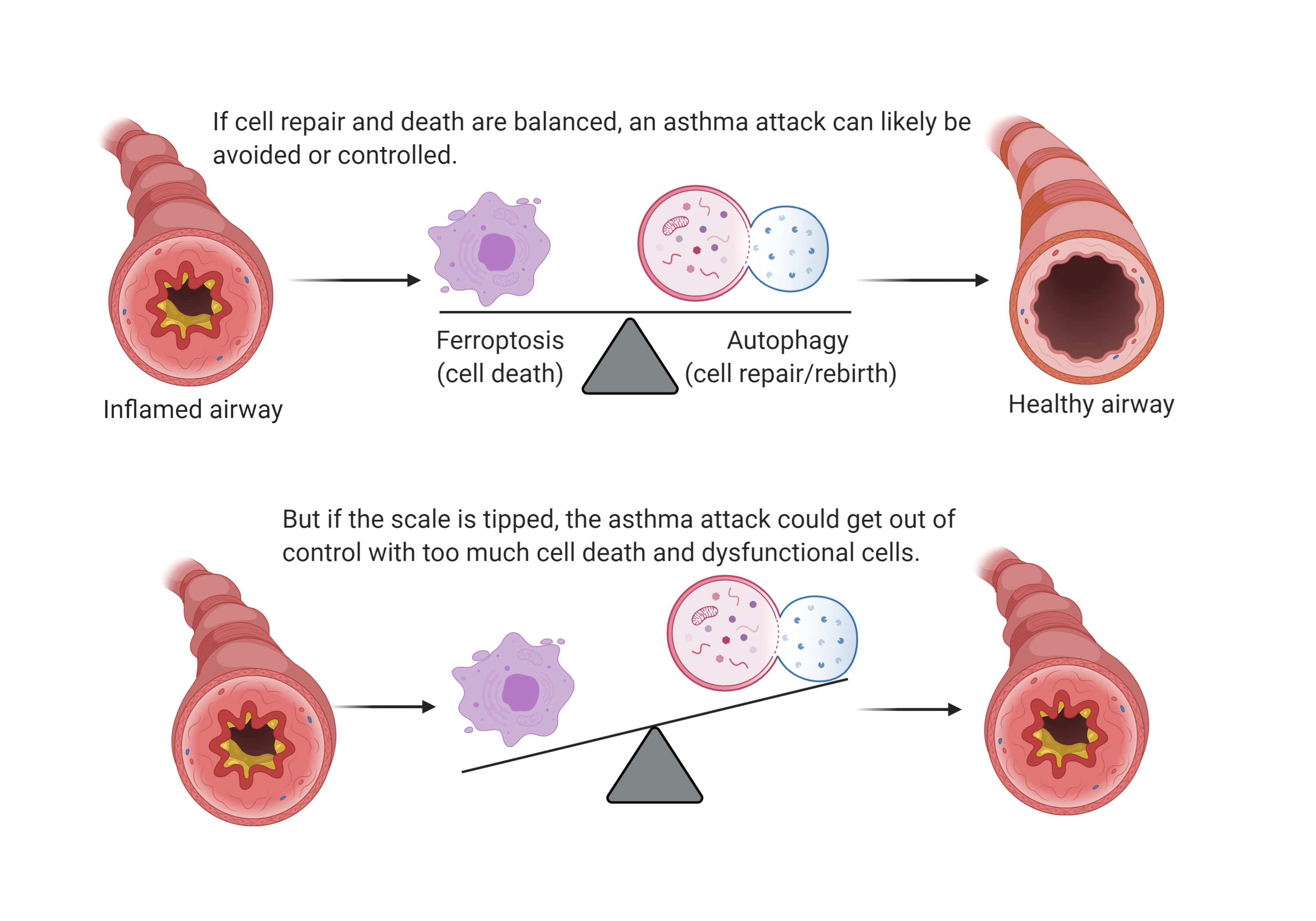 Diagram detailing the balance of cell death compared to cell repair and its link to inflamed and healthy airways.