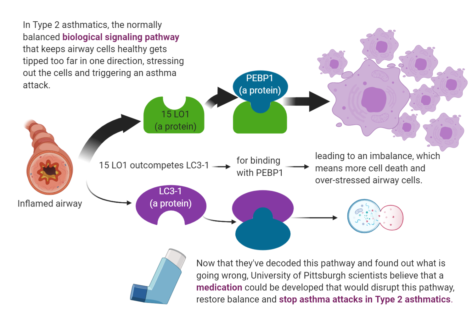 Diagram displaying the disrupted biological signaling pathway in Type 2 asthmatics that leads to asthma attacks.