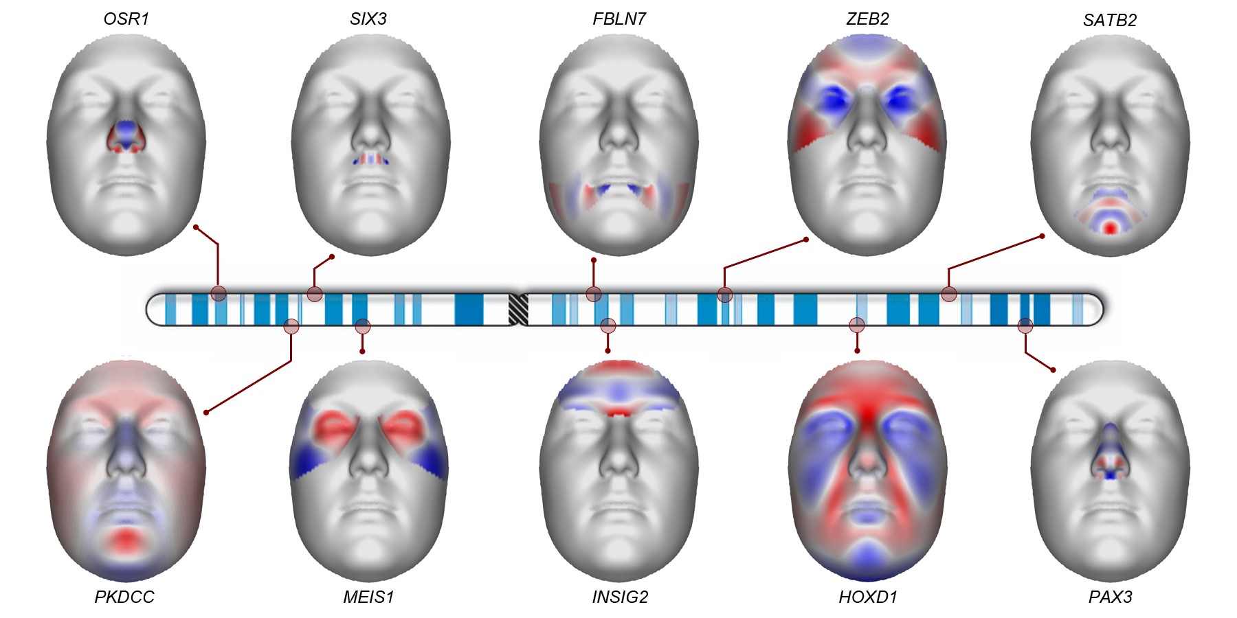 we-scanned-the-dna-of-8-000-people-to-see-how-facial-features-are-controlled-by-genes-upmc