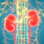Decades of Immunological Research on IL-17 Crack Genetic Code for Kidney Disease