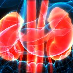 Image of kidneys