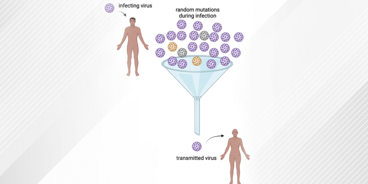 The bottleneck of transmission is what limits the ability of a new variant to infect another person. Vaughn Cooper via Biorender, CC BY-ND