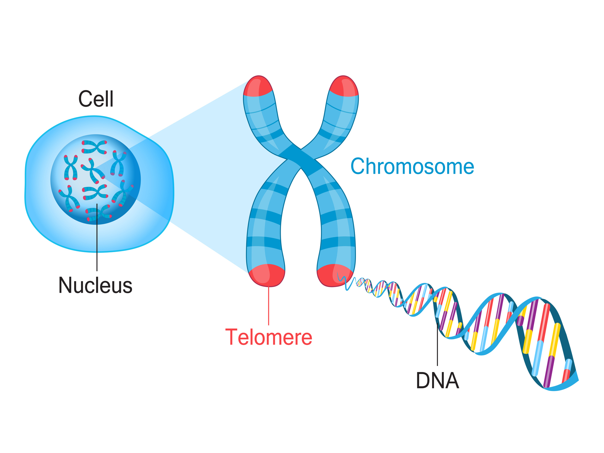 Scientists may finally have answer to how chromosomes get their X-shape