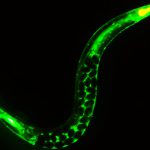 Don’t Mess with Meiosis: Study Suggests How Reproductive Health Influences Overall Health and Aging