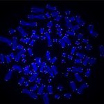 Dogma-Challenging Telomere Findings May Offer New Insights for Cancer Treatments