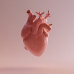 Pink Porcelain Anatomical Heart