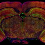 MouseBrain_Blog_header