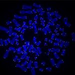 Metaphase-OSullivan