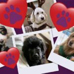 SYS601748_FF_JULY_2025_CAROUSEL_1200x630_Dogs