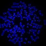 Telomeres-NewsroomImage