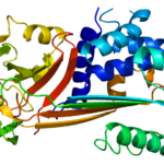 Protein_SERPINB2_PDB_1by7