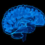 Human Brain X-Ray: Anatomy, Medicine and Science concept