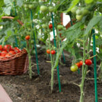 Ripe tomatoes are growing in greenhouse.